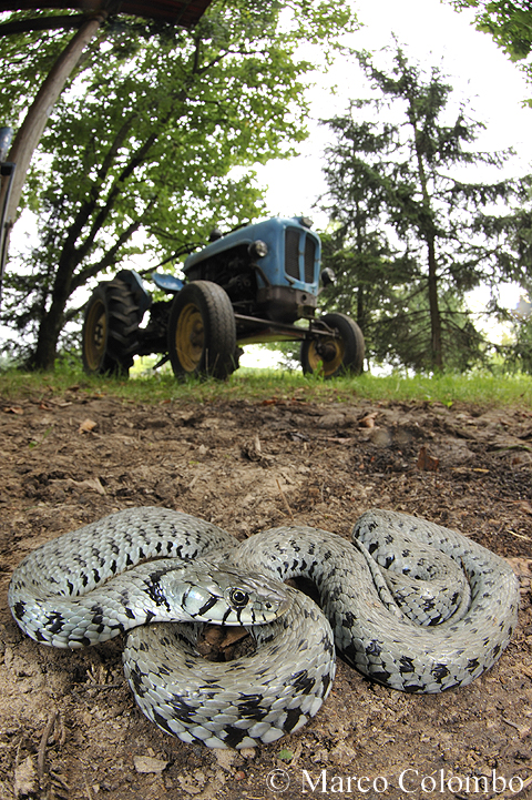 Read more about the article Grass snake