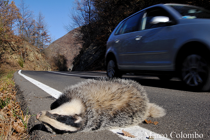 You are currently viewing European badger