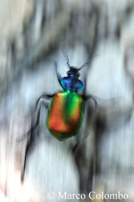 Scopri di più sull'articolo Calosoma