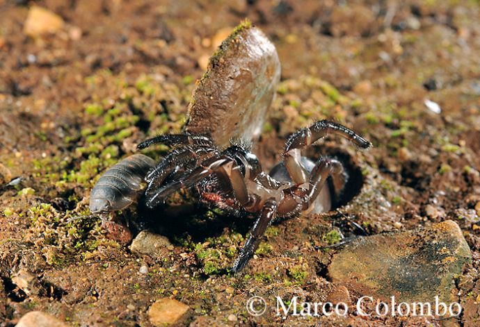 Read more about the article Trapdoor spider