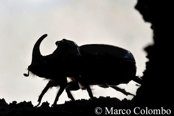 Read more about the article Rhinoceros beetle