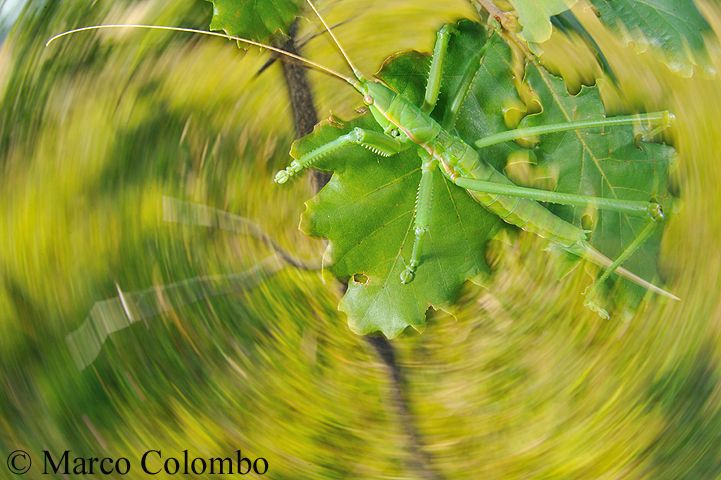 You are currently viewing Predatory bush cricket