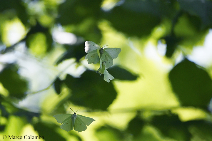 Read more about the article Brimstones