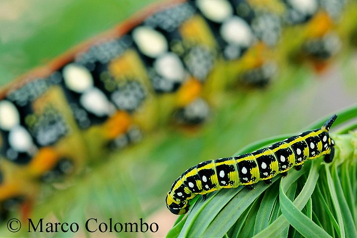 Read more about the article Spurge Hawk-Moth caterpillar