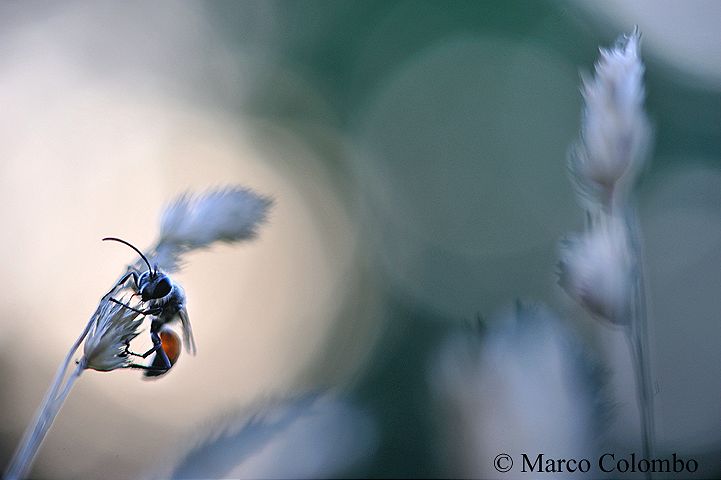 Read more about the article Sphecidae