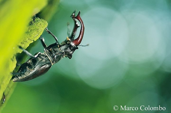 Read more about the article Stag beetle