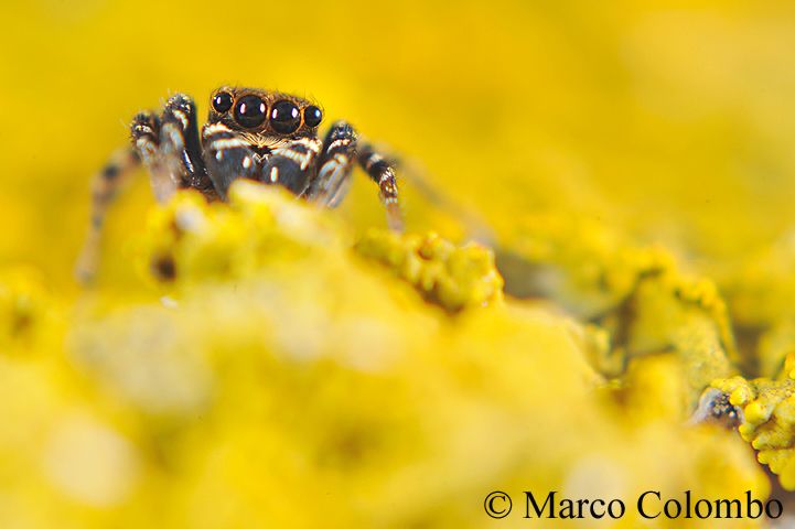 Read more about the article Jumping spider