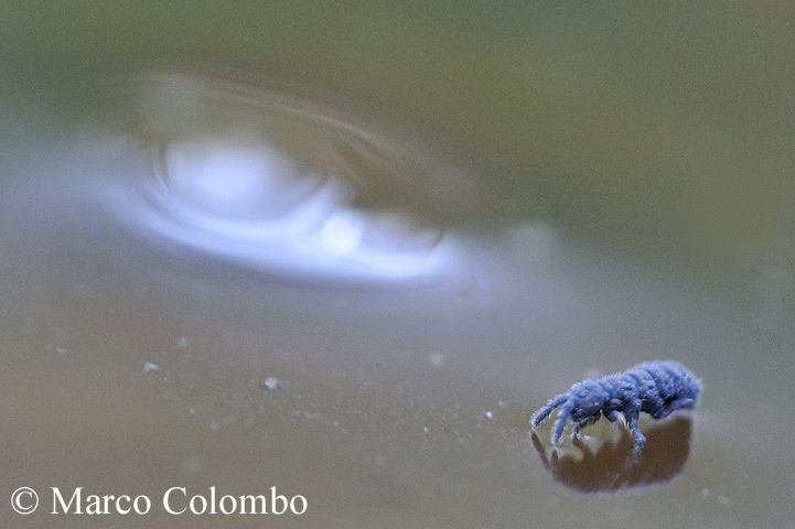 You are currently viewing Springtail