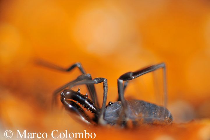 You are currently viewing Harvestman