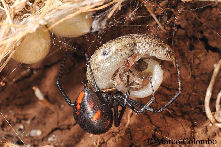 Read more about the article European black widow