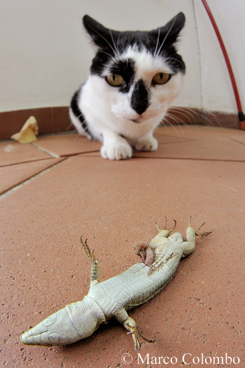 Read more about the article Italian wall lizard