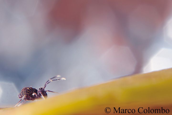 You are currently viewing Springtail