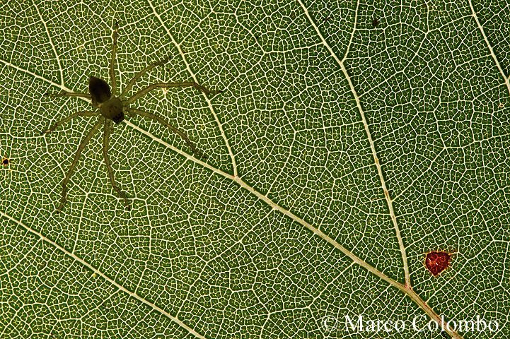 You are currently viewing Huntsman spider