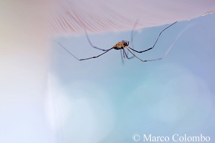 Read more about the article Harvestman