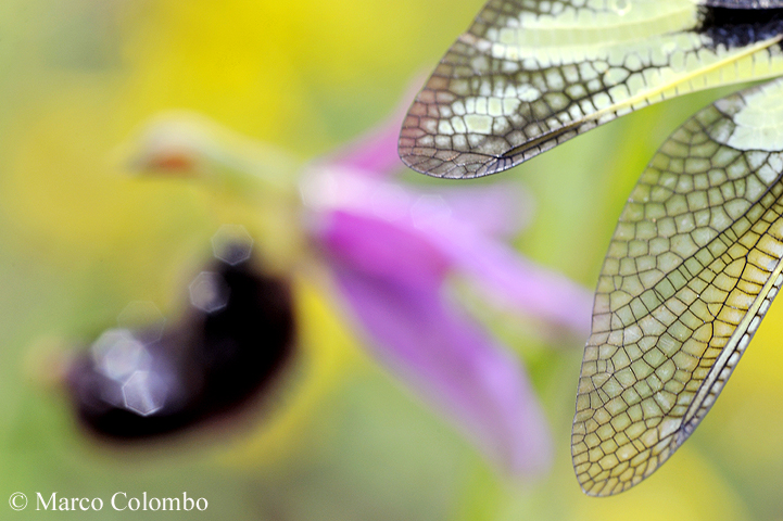 Read more about the article Owly sulphur