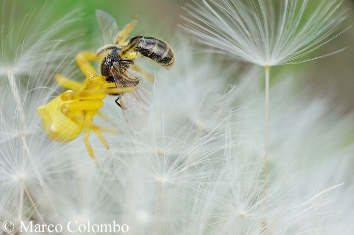 Read more about the article Crab spider