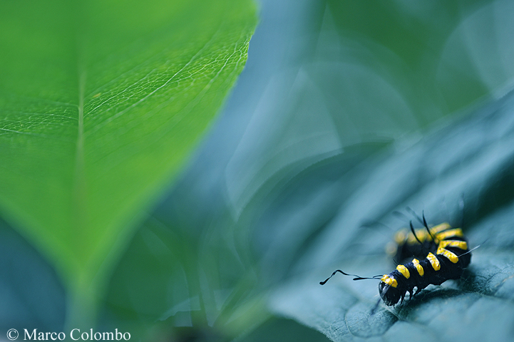 Read more about the article Alder moth