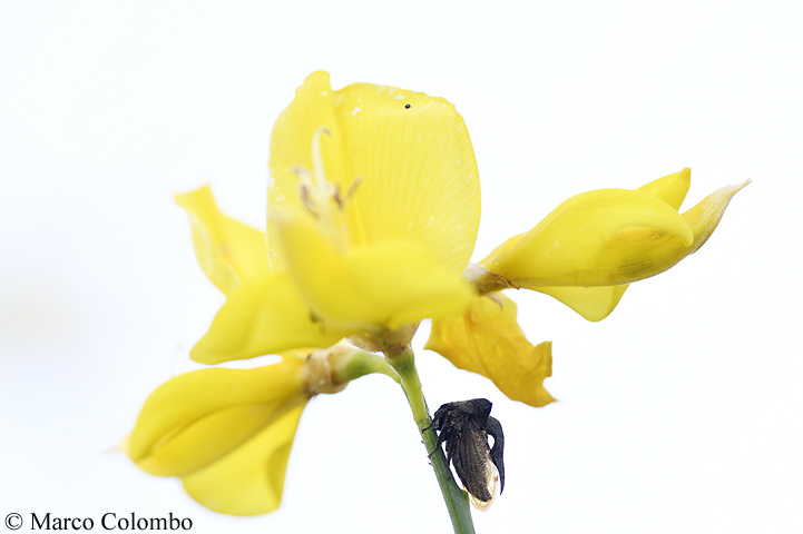 You are currently viewing Horned treehopper