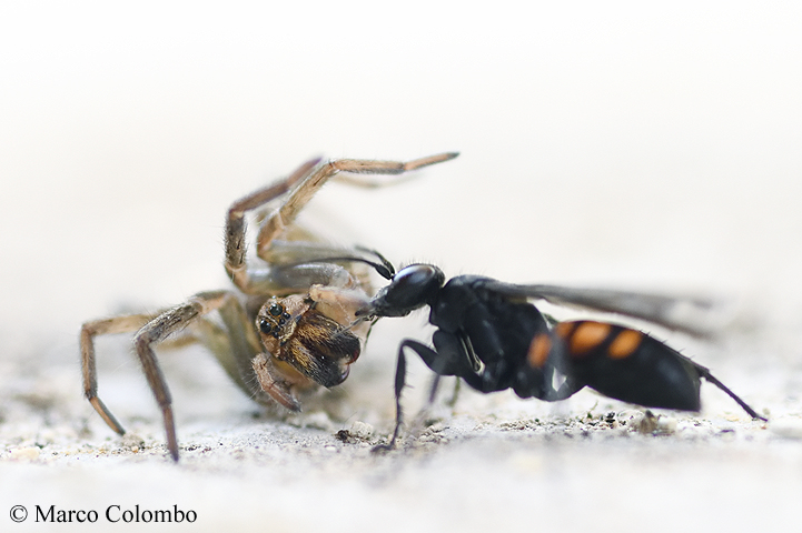 Read more about the article Black-banded spider wasp