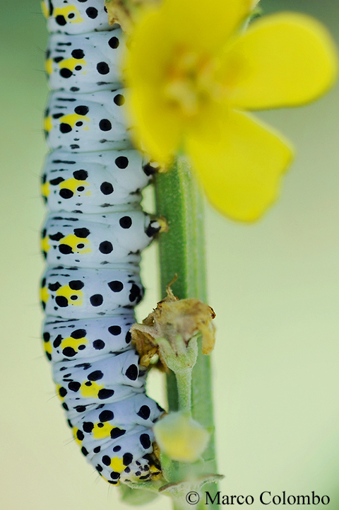 You are currently viewing Mullein moth