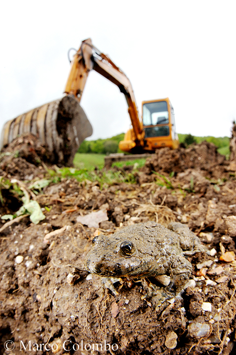 Read more about the article Yellow-bellied toad