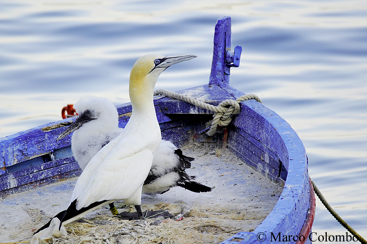 Read more about the article Northern gannets