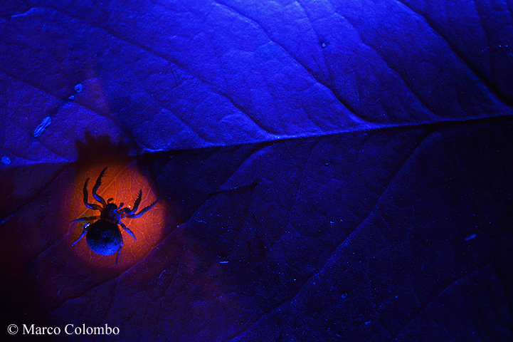 You are currently viewing Crab spider