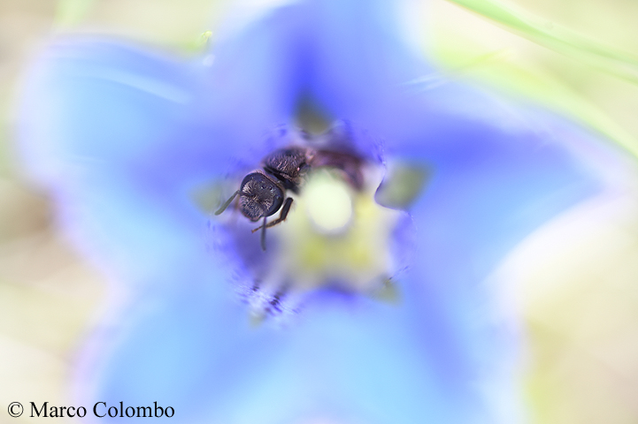 Read more about the article Solitary bee