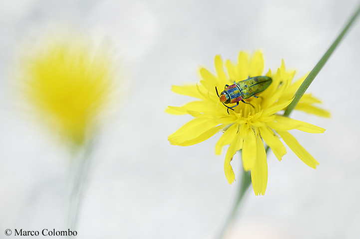 Read more about the article Jewel beetle