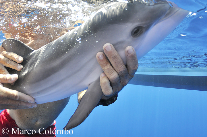 Read more about the article Striped dolphin