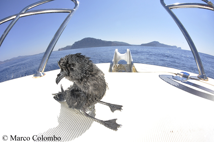 You are currently viewing European storm petrel