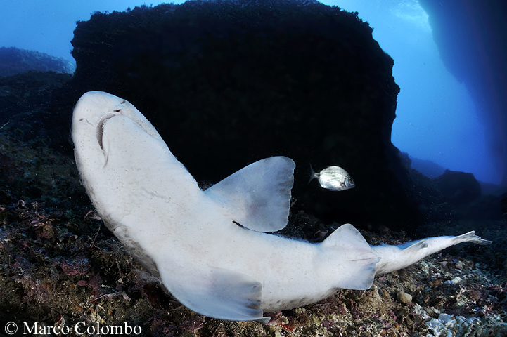 You are currently viewing Small-spotted catshark