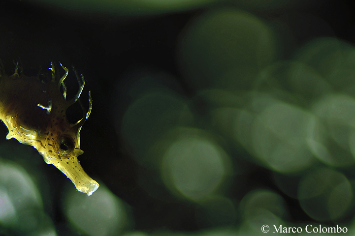 You are currently viewing Long-snouted sea horse