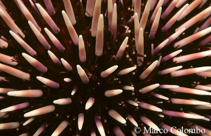 Read more about the article Purple sea urchin