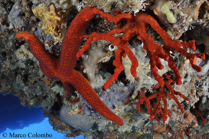 Al momento stai visualizzando Corallo rosso