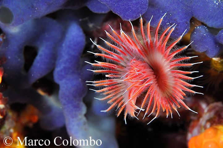 Read more about the article Red tube worm