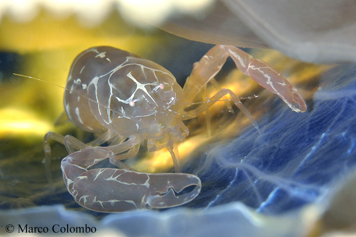 Read more about the article Mediterranean fan mussel guardian