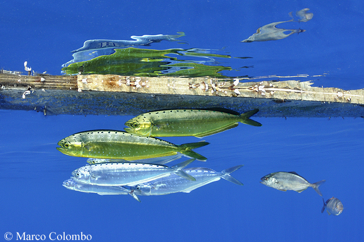 Read more about the article Dolphinfish