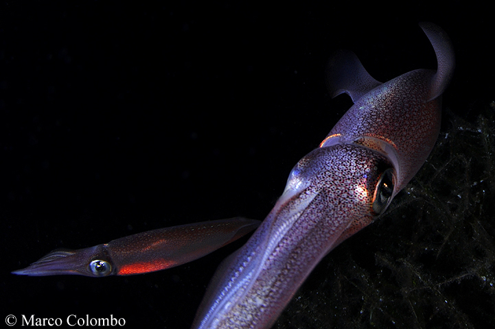 Al momento stai visualizzando Calamari europei