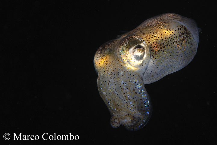 Read more about the article Bobtail squid