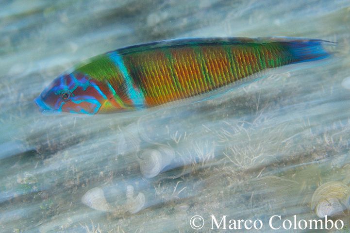 You are currently viewing Ornate wrasse