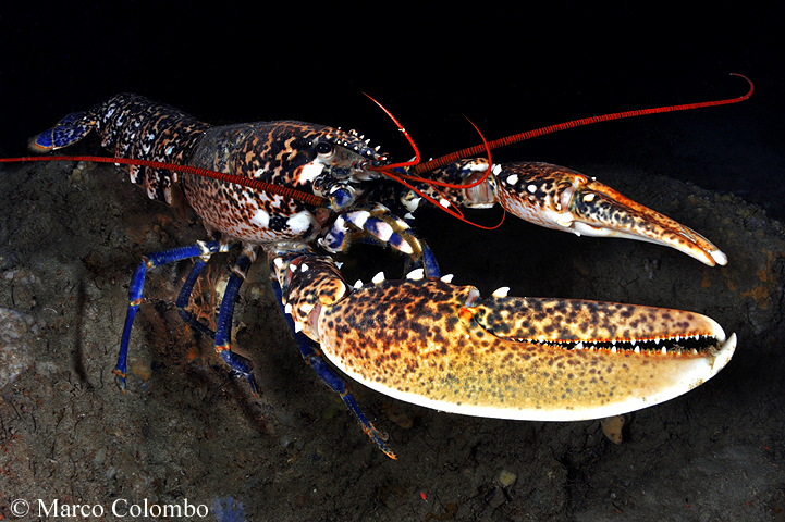 You are currently viewing European lobster