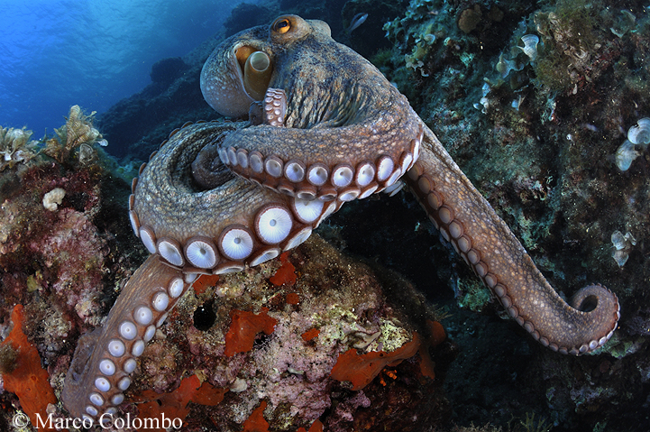 Read more about the article Octopus