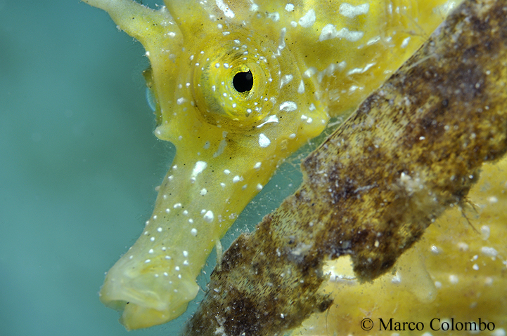 Read more about the article Long-snouted seahorse