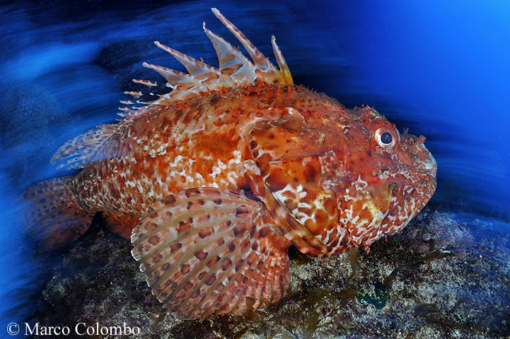 Read more about the article Red scorpionfish