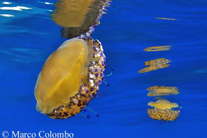 Read more about the article Fried-egg jellyfish