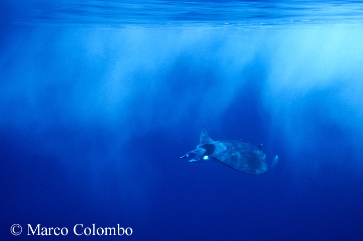 Scopri di più sull'articolo Mobula