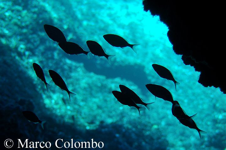 Al momento stai visualizzando Occhiate