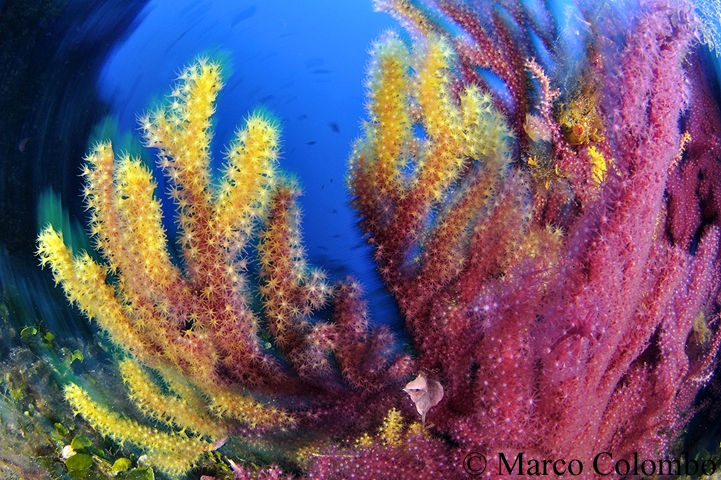 Al momento stai visualizzando Gorgonia rossa