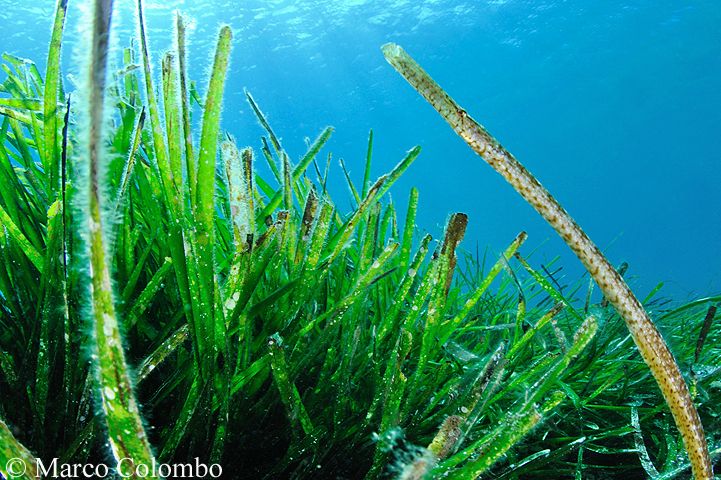 Scopri di più sull'articolo Pesce ago cavallino